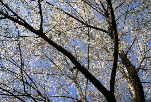 山桜　　