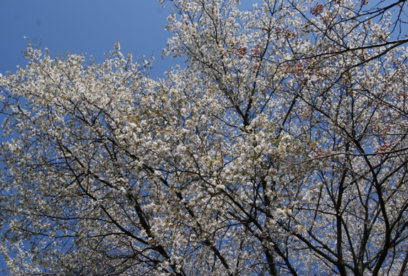 山桜　　　