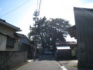 佐久神社の東側から眺めたタブの樹