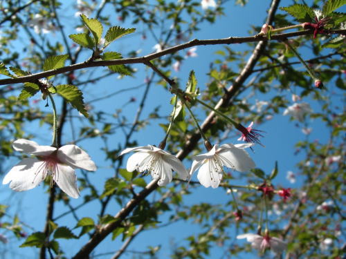 伊豆高原　ギャラリー　ショップ　ギャラリーぶなの木　豆桜