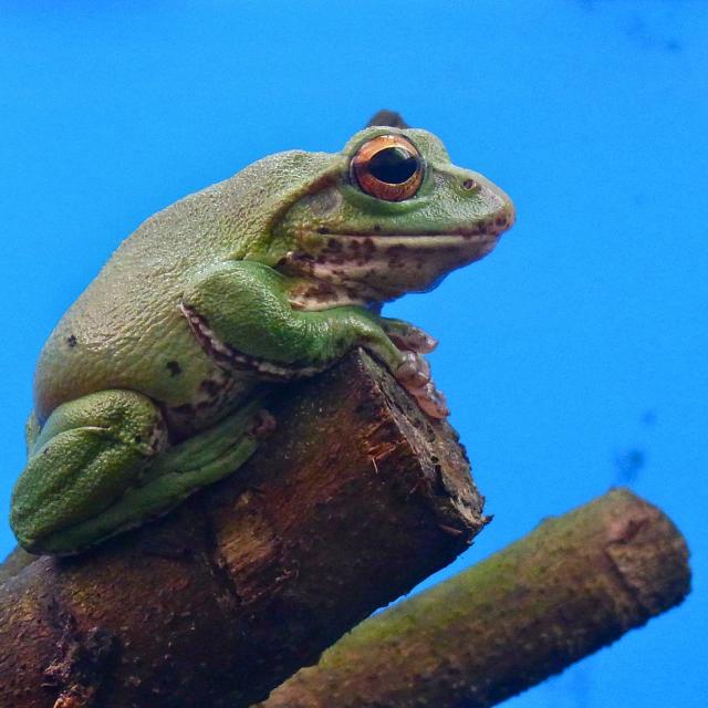 緑の蛙