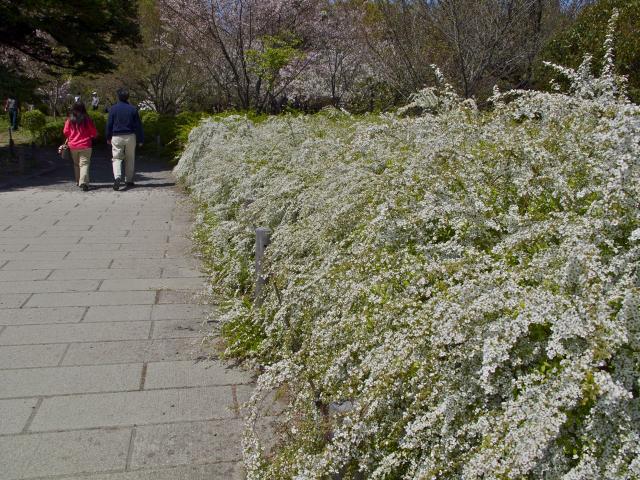 京都の植物園の入口の雪柳