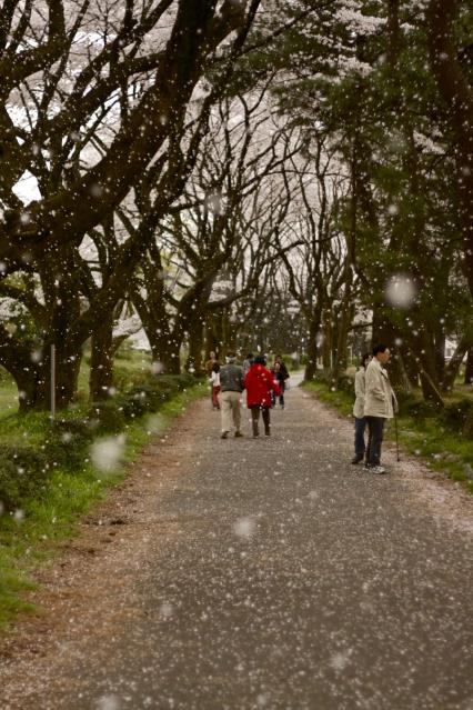桜吹雪と少女-2071
