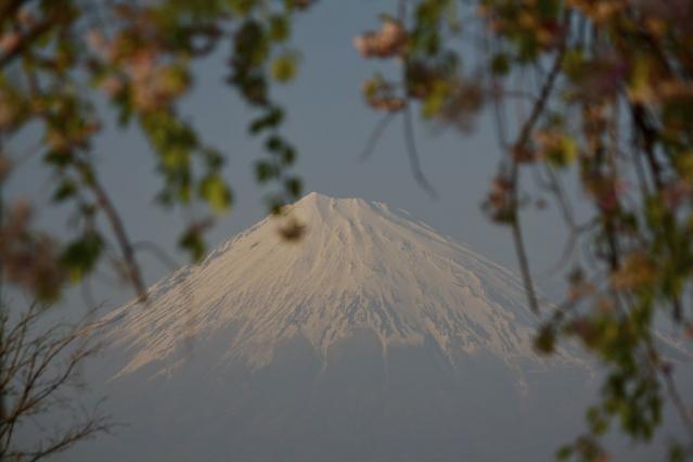 富士川からの富士山2321