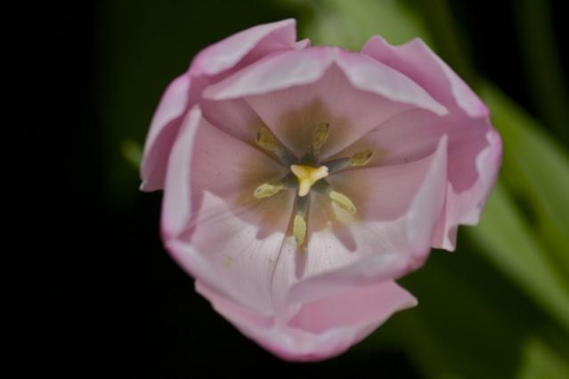 pink tulip macro1