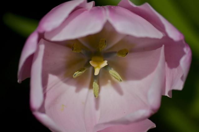 pink tulip macro2