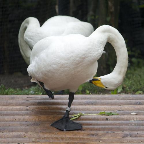 Swan's Synchronized gymnastics?1