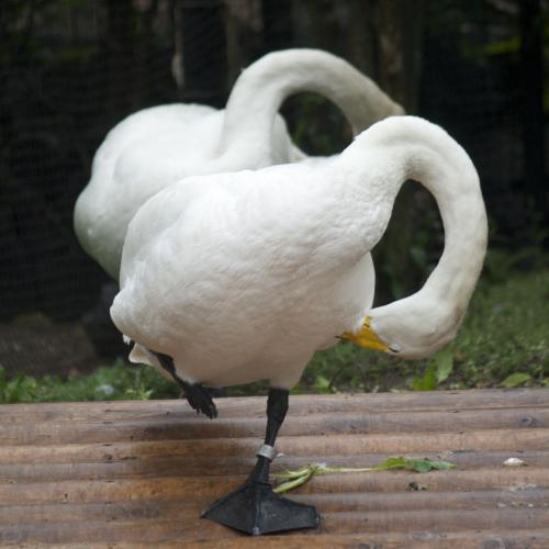 Swan's Synchronized gymnastics?3