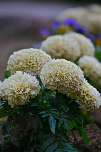 七沢自然公園の正門の前の白い花