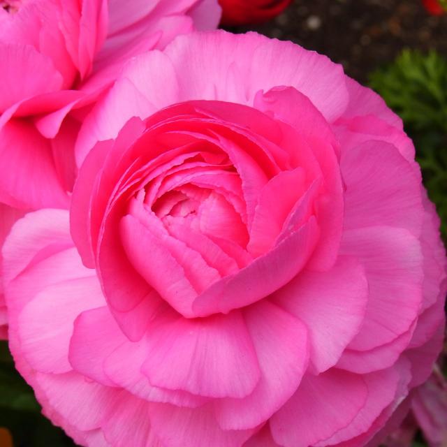 pinkの花