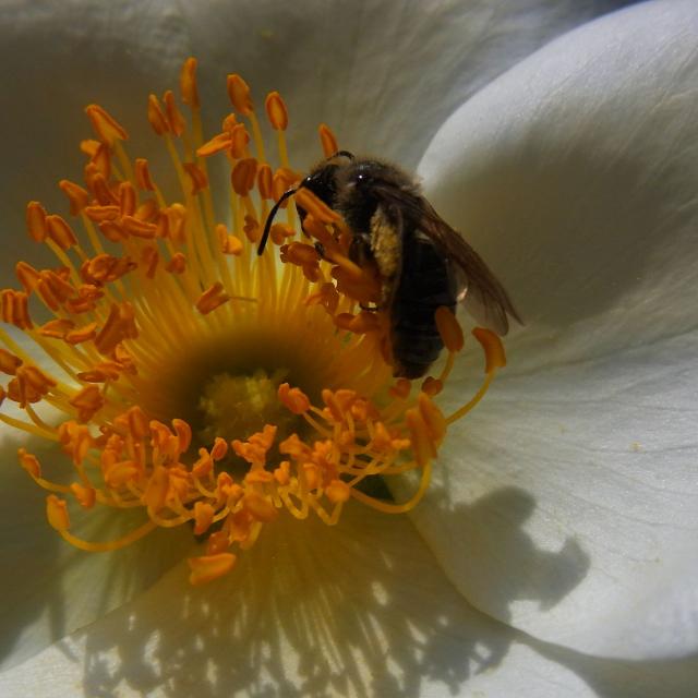 白い花と黄色い雄しべと蜂1
