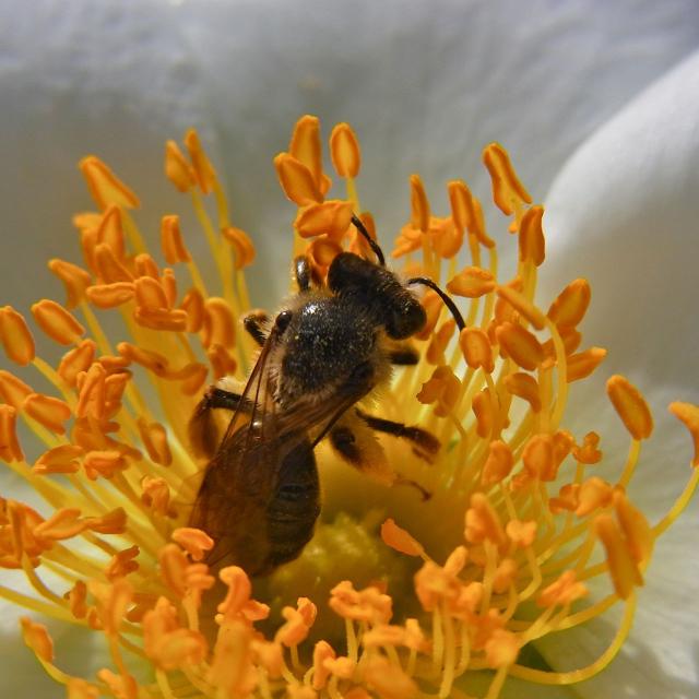 白い花と黄色い雄しべと蜂2