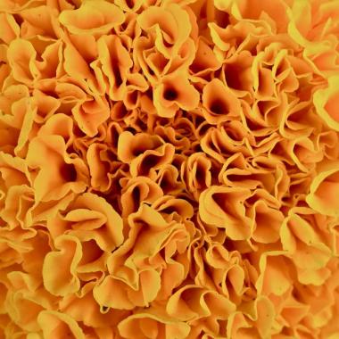 花の襞オレンジ