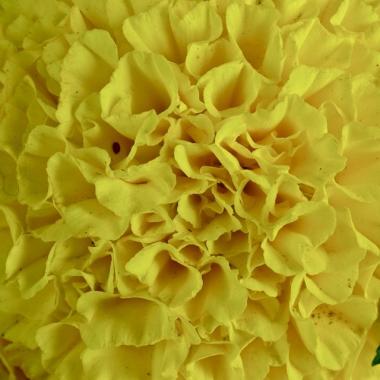 花の襞黄色