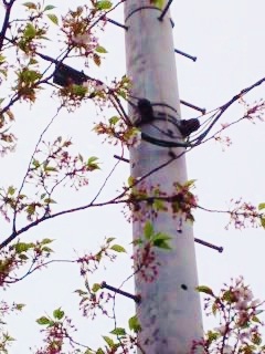 葉桜と電柱
