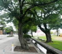 境界を越えて枝を伸ばし合う、街路樹(左)と公園(右)の桜の木（十和田市官庁街）