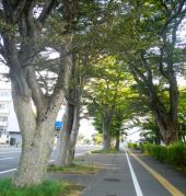 「景観重要樹木」にふさわしい、けやき公園の大木の街路樹