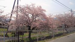 トレセン付近の桜