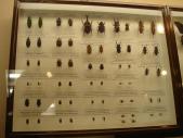 自然教育園　甲虫標本 展示１
