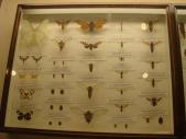 自然教育園　色々な昆虫標本 展示