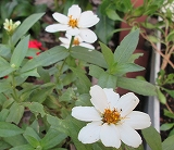 白い花5