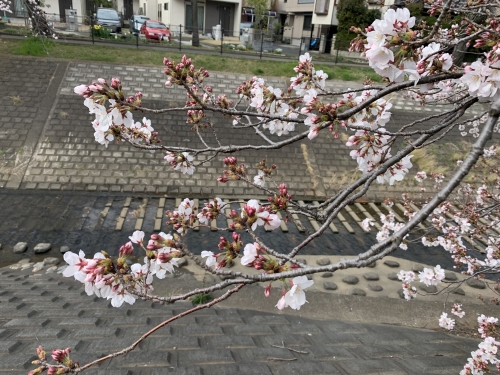 3.23桜3