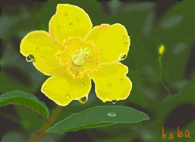 雨の中黄色い花