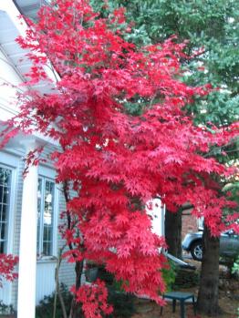 Japanese Maple in BrianSmiths house