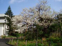 s-2010神着の大桜