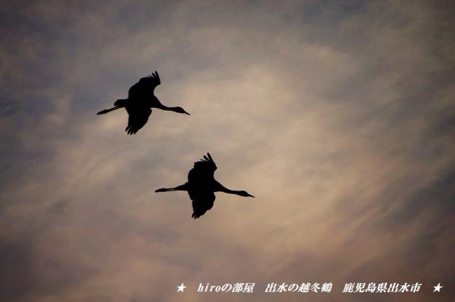 hiroの部屋　出水へ飛来した鶴は、今7,000羽以上　鹿児島県出水市