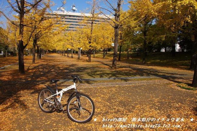 hiroの部屋　熊本県庁のイチョウ並木