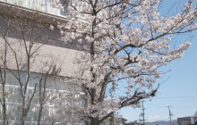 村田博愛病院　職員のブログ-はくあい前　桜