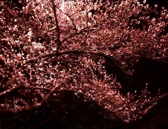 む・夜桜２
