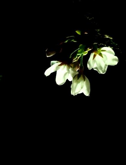 む・夜桜３