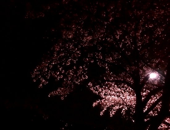 む・夜桜