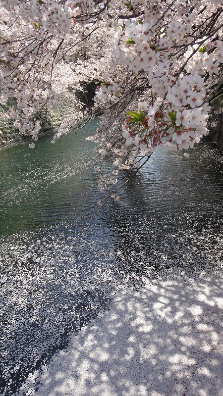☆水面の桜と影たて