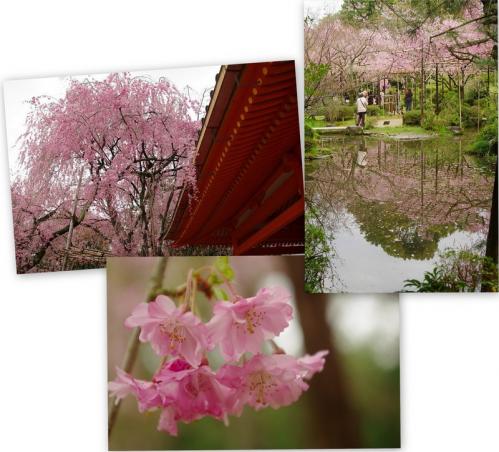 これぞ京都だよね、桜だよね！02