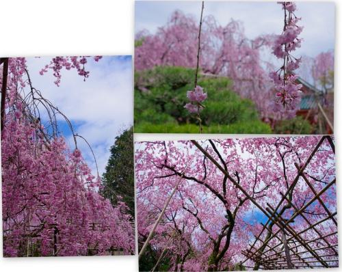 これぞ京都だよね、桜だよね！04