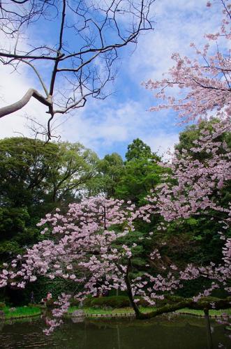 これぞ京都だよね、桜だよね！06