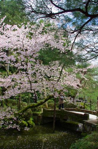 これぞ京都だよね、桜だよね！07