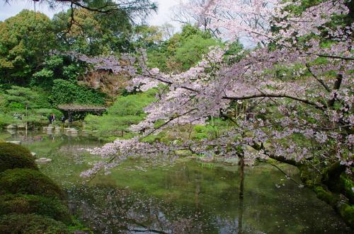 これぞ京都だよね、桜だよね！08