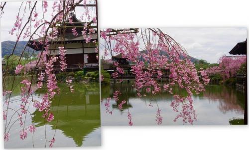 これぞ京都だよね、桜だよね！09
