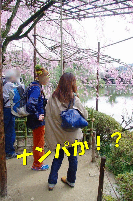 これぞ京都だよね、桜だよね！10