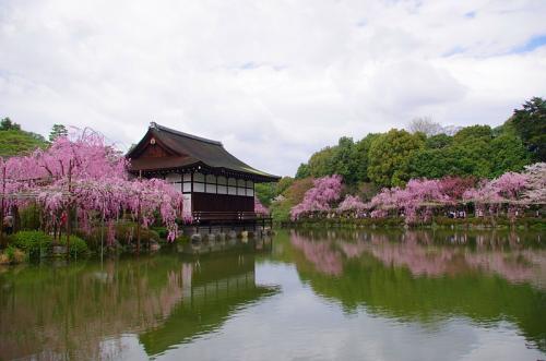 これぞ京都だよね、桜だよね！11