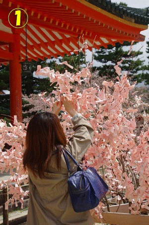 これぞ京都だよね、桜だよね！14
