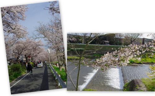 桜も京都もまた会う日まで～！10