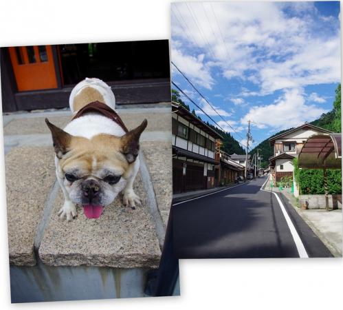 癒し満載の夏の京都11