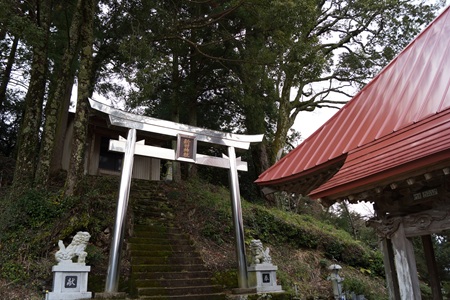 新田神社巨木１