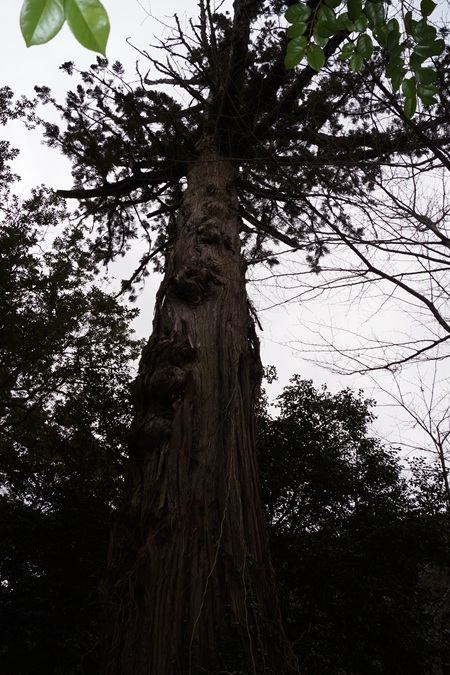 新田神社巨木７