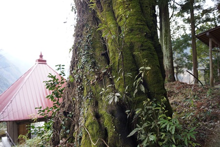 新田神社巨木６